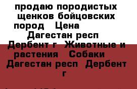 продаю породистых щенков бойцовских пород › Цена ­ 20 000 - Дагестан респ., Дербент г. Животные и растения » Собаки   . Дагестан респ.,Дербент г.